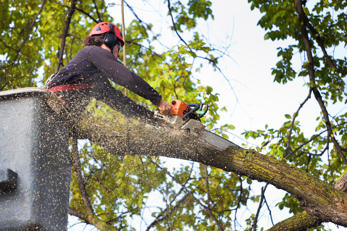 tree service in york pa